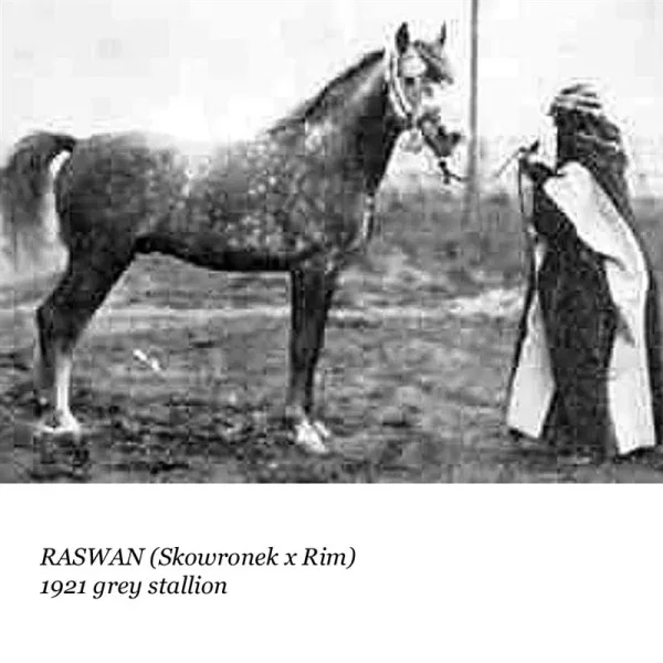 Raswan