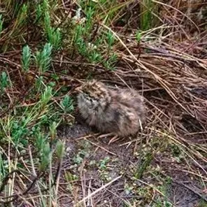 Snow Mountains Quail