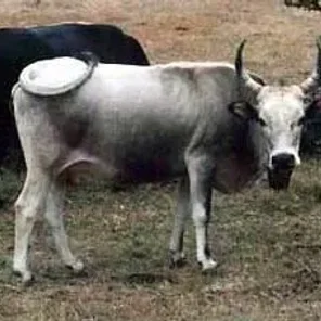 Greek Steppe