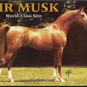 SIR MUSK