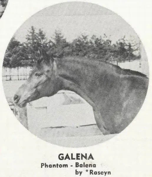 GALENA