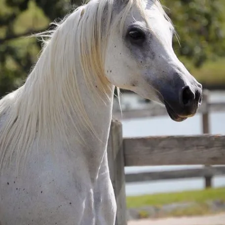 Imperial Kabisah (Imperial Al Kamar X BB Ora Kalilah)
this picture was taken without any clipping etc, just in her natural state