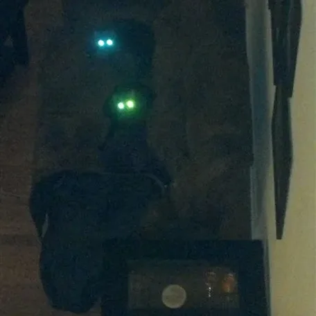 Jedi Cats!