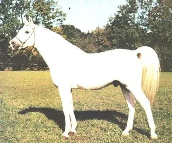 Dardir