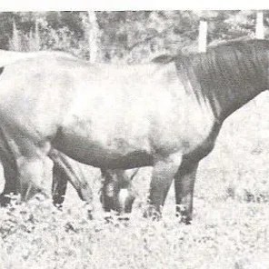 Halali Fantasia