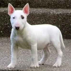 Bull Terrier (Miniature)