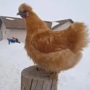 non-Bearded Buff Silkie Bantam