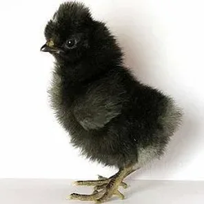Kosovo Long Crowning Rooster