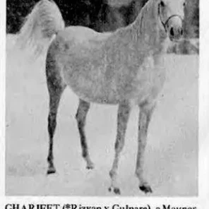 Gharifet