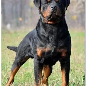 Burns Elite Dogs, LLC