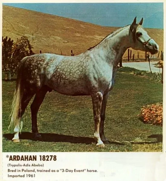 *ARDAHAN