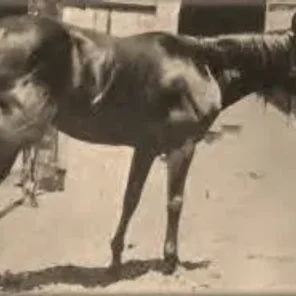Old Joe Bailey