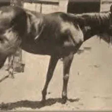 Old Joe Bailey