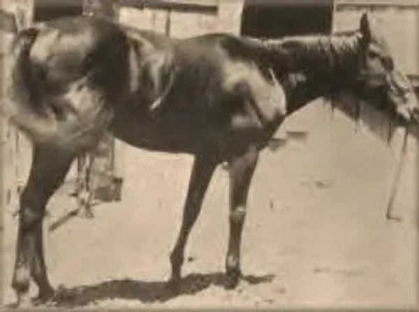 Old Joe Bailey