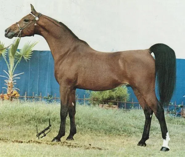 TAMARACK RSI