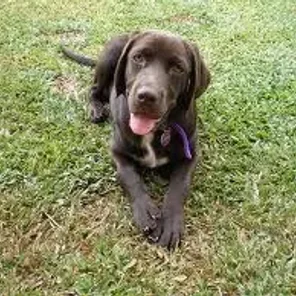Labradinger (Designer Dog)