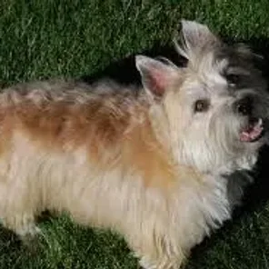 Chestie (Designer Dog)