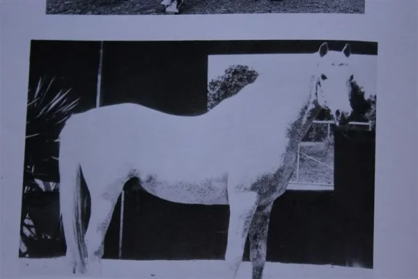 Rabol (Raseyn x Babolna) grey stallion, foaled January 27, 1948
bred by united States Government