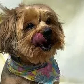 Yorkipoo (Yorkiedoodle) (Designer Dog)