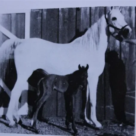 Sheeyn (Raseyn x Sheherzade) grey mare, foaled June 9, 1946
bred by United States Government