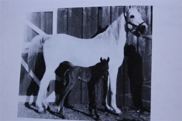 Sheeyn (Raseyn x Sheherzade) grey mare, foaled June 9, 1946
bred by United States Government