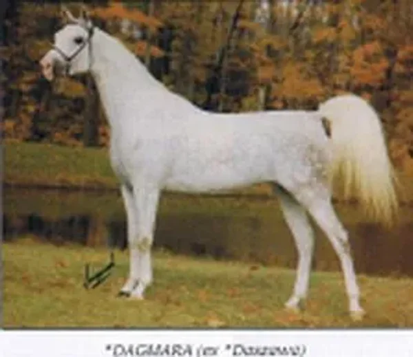 DAGMARA
