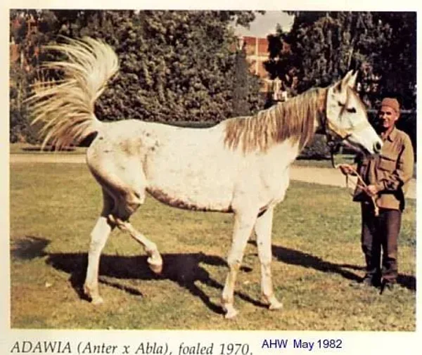 ADAWEYA
