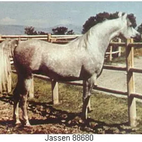 JASSEN