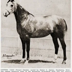 GAFFERRA