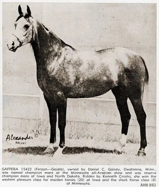 GAFFERRA