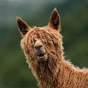 Alpaca History