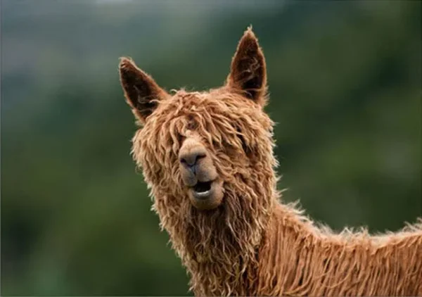 Alpaca History
