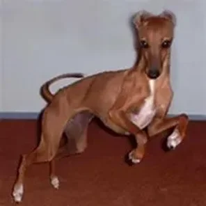 The Italian Greyhound