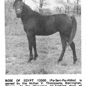 ROSE OF EGYPT
