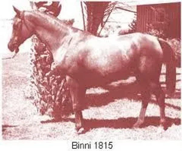BINNI 1940 Arabian Mare.
