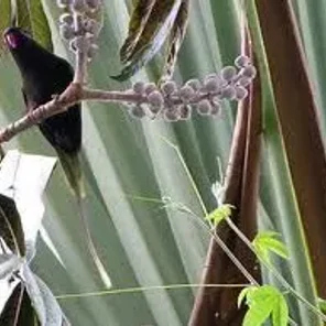 Pygmy Lorikeet