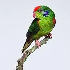 Red-fronted Lorikeet