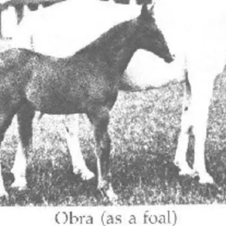 OBRA as a foal