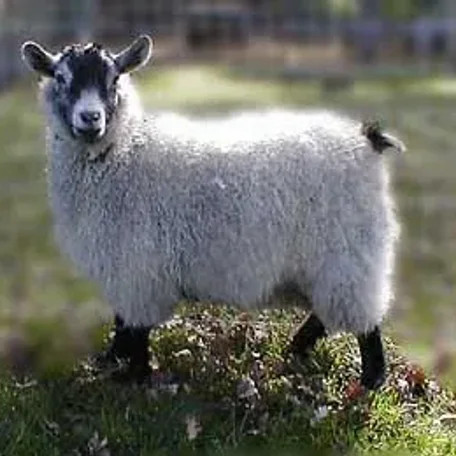 The Pygora goat is a breed of fiber goat that originated from Crossing the registered NPGA Pygmy goat and the white AAGBA Angora goat. Pygora goats produce three distinct kinds of fleece. Pygoras are fiber goats along with the Angora goat, Cashmere goat.