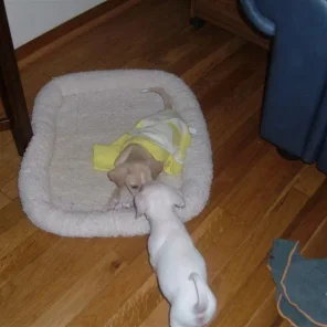 STAR with her sister, PATCHES