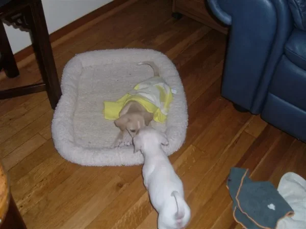 STAR with her sister, PATCHES