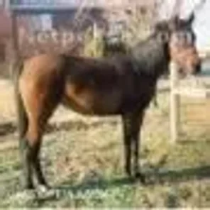 CASSIOPEIA AZRAFF