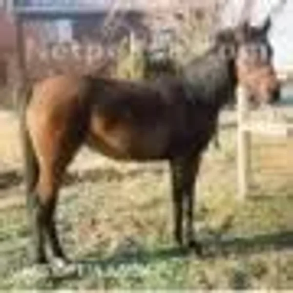 CASSIOPEIA AZRAFF