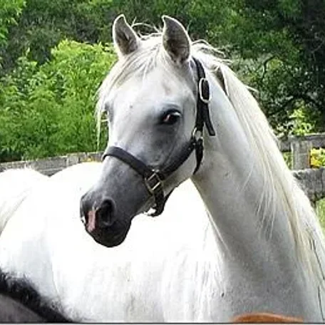 Lotu Petrena and her Besson filly