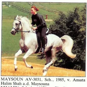 MAYSOUN