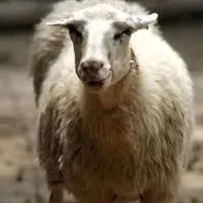 Moorschnucke