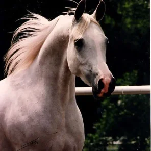 DB Shahlaha