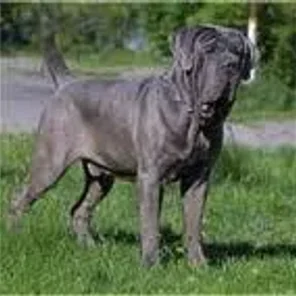 Neapolitan Mastiff