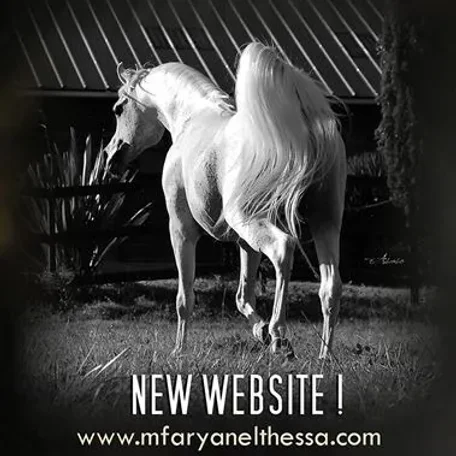 Love the website!!! http://mfaryanelthessa.com/