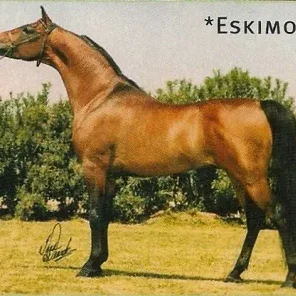 Eskimos